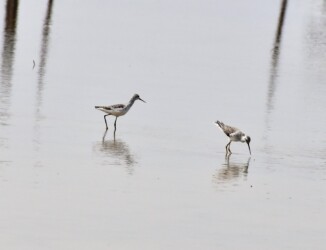 一昨年見かけたコアオアシシギ
