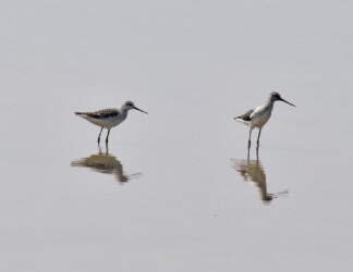 一昨年見かけたコアオアシシギ
