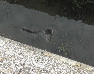 用水路を泳ぐコイ