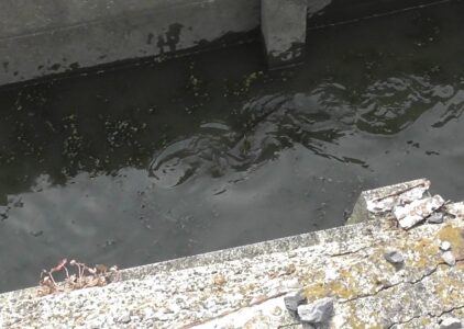 用水路を泳ぐコイ