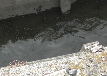 用水路を泳ぐコイ