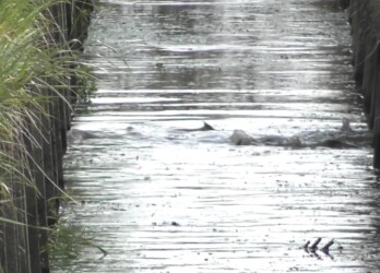用水路で産卵行動するコイ