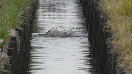 用水路で産卵行動するコイ