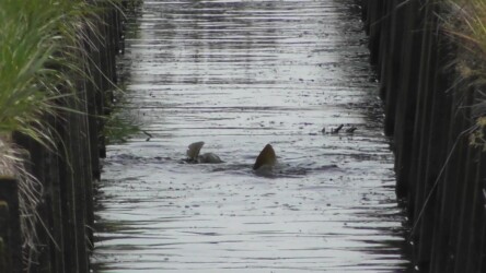 用水路で産卵行動するコイ