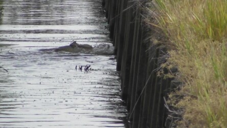 用水路で産卵行動するコイ