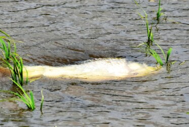 昨年永和で見かけたコイ