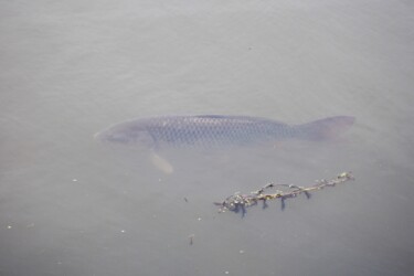 昨年永和で見かけたコイ