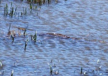 昨年永和で見かけたコイ