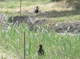 境界線で向き合う2羽のキジ