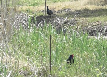 境界線で向き合う2羽のキジ