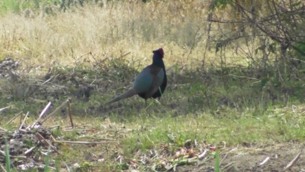 向こう側のキジ