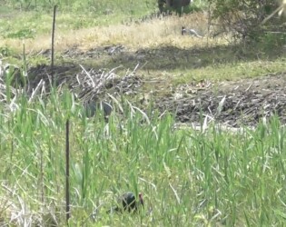 離れていくキジ