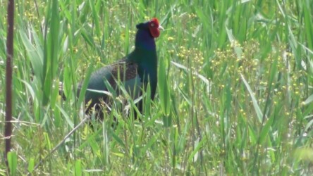 こちら側のキジ