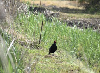 こちら側のキジ