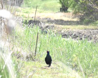 こちら側のキジ