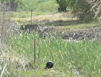 こちら側の叢を啄むキジ