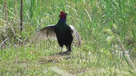 こちら側の雄叫びを上げるキジ