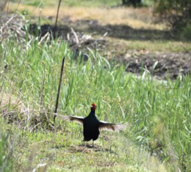 こちら側へ雄叫びを上げるキジ