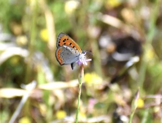 イヌコモチナデシコの蜜を吸う