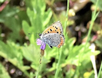 イヌコモチナデシコの蜜を吸う