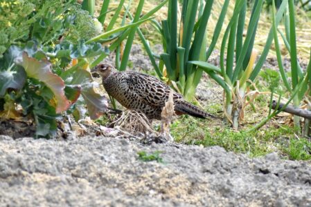 キジのメス