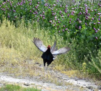 鳴くキジ④