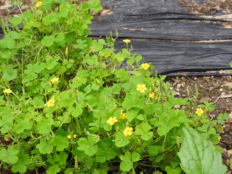 カタバミ