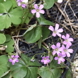 ムラサキカタバミ