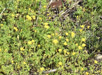 オッタチカタバミ
