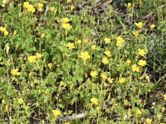 オッタチカタバミ