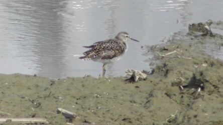 水辺で羽繕いするタカブシギ