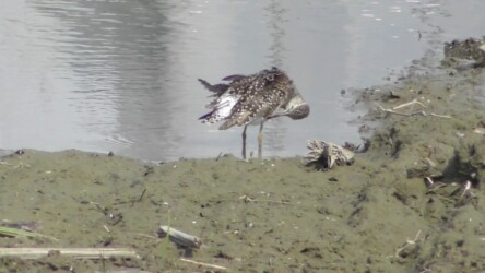 水辺で羽繕いするタカブシギ