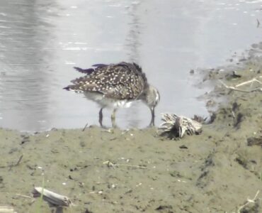 水辺で羽繕いするタカブシギ