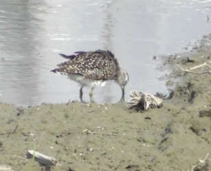 水辺で羽繕いするタカブシギ