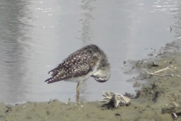 水辺で羽繕いするタカブシギ