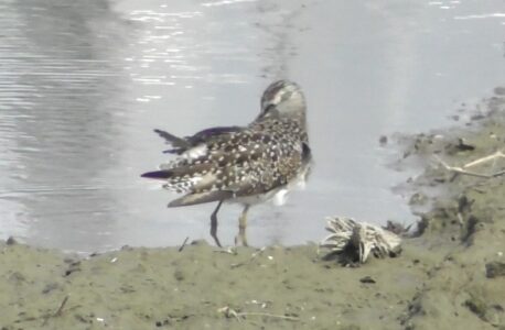 水辺で羽繕いするタカブシギ