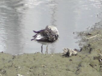 水辺で羽繕いするタカブシギ