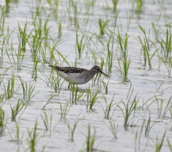 タカブシギ