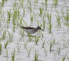 タカブシギ
