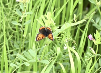 翅を開いたベニシジミ