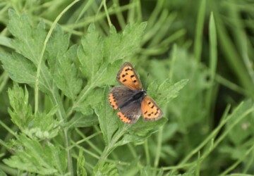 翅を開いたベニシジミ