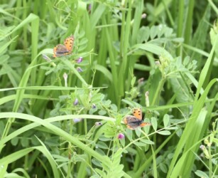翅を競い合うベニシジミ