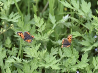 翅を競い合うベニシジミ
