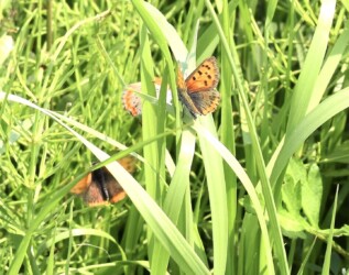 絡み合う3匹のベニシジミ