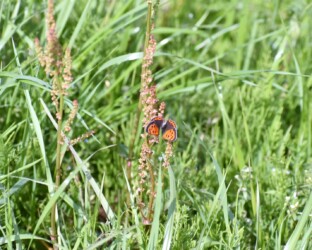 スイバにとまるベニシジミ