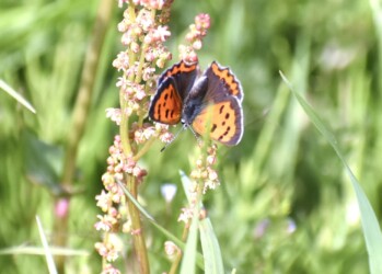 スイバにとまるベニシジミ