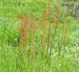 スイバ(スカンポ)