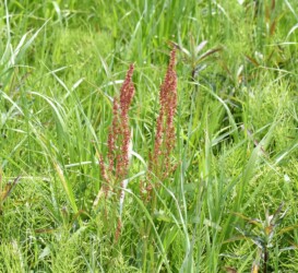 スイバ(スカンポ)