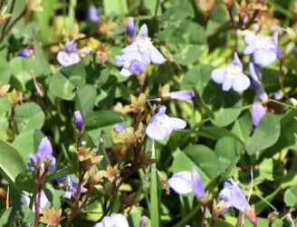 ムラサキサギゴケかな?