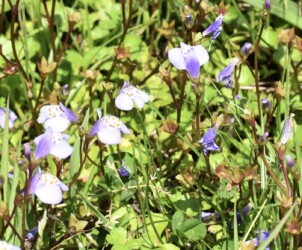 ムラサキサギゴケかな?